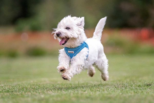 Dog Walking Market Harborough