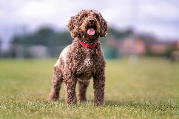 Dog Walking Service