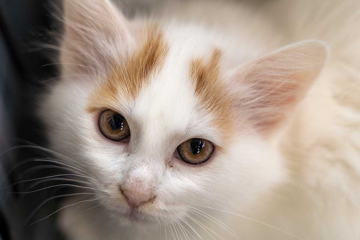 Dog Walker Market Harborough Plus Boarding & Day Care