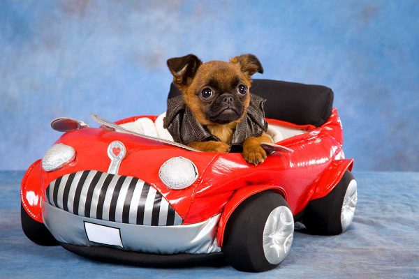 Pet Taxi Market Harborough
